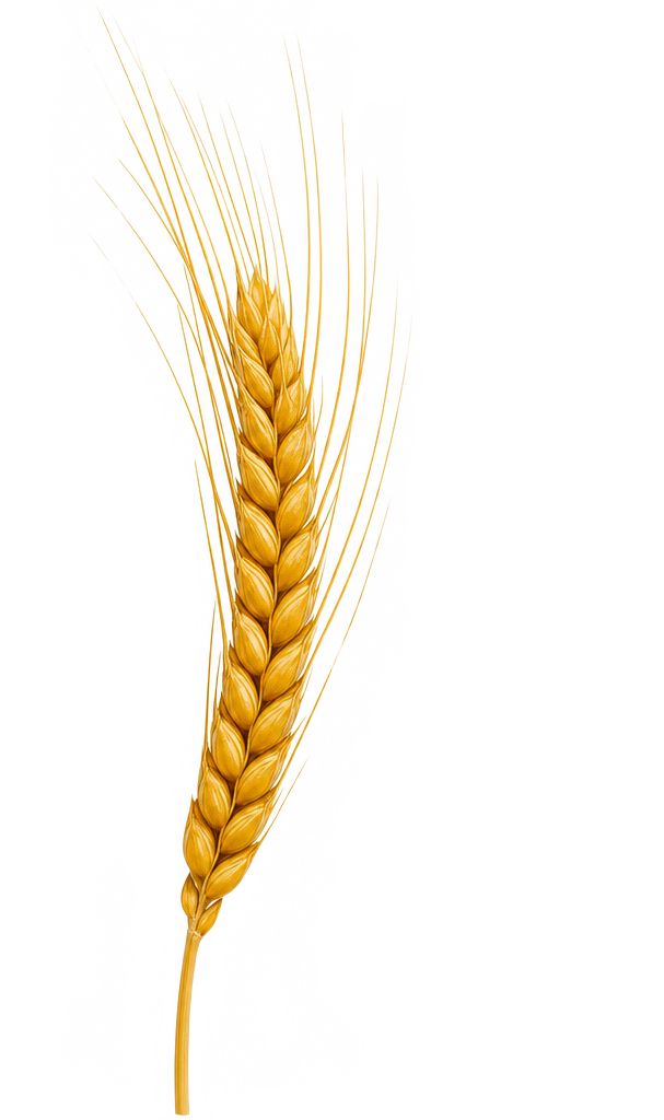 Kłos pszenicy